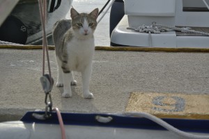 korcula bis dubrovnik 024