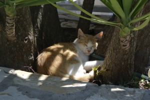 meganisi bis kastos 015