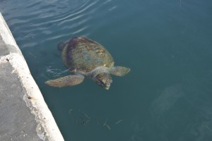 assos bis efimia 028