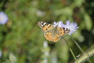 navarinou bucht etc 027