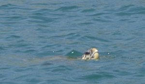 bis kato katelios 040